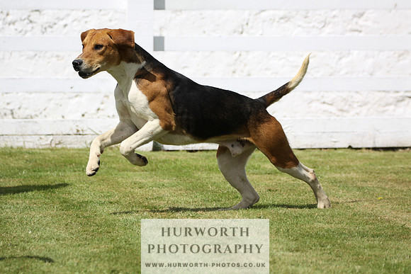 Hurworth Hunt Puppy Show 007