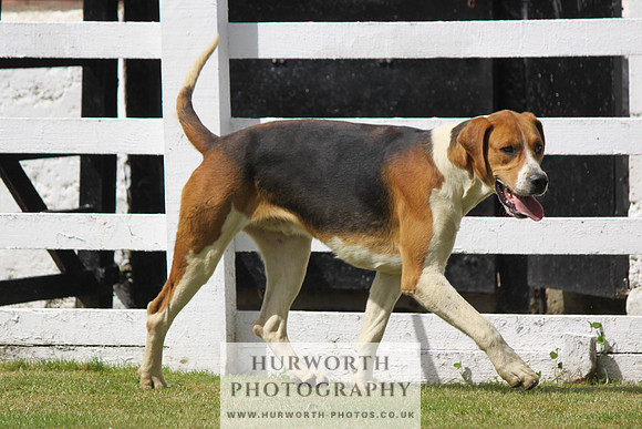 Hurworth Hunt Puppy Show 040