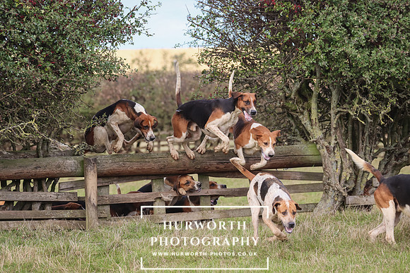 Hurworth Hunt 11