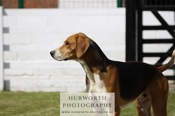 Hurworth Hunt Puppy Show 029