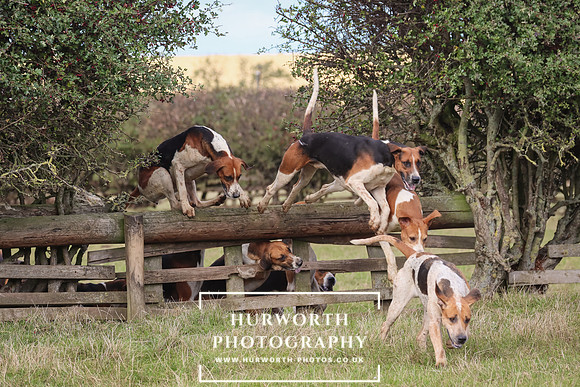 Hurworth Hunt 12