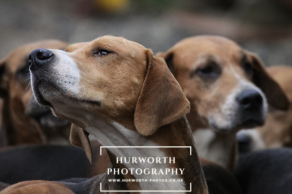Hurworth Hunt 029