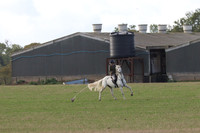 Hurowth Hunt 1