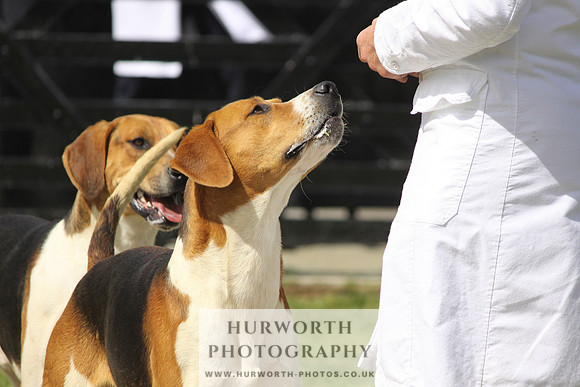 Hurworth Hunt Puppy Show 034
