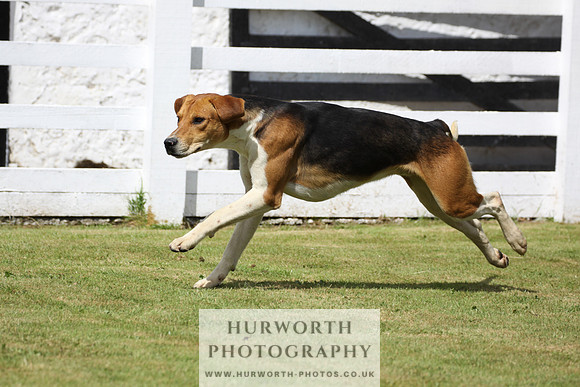 Hurworth Hunt Puppy Show 005
