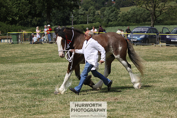 2013 Osmotherley Show 096