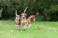 Hurworth Hunt 5