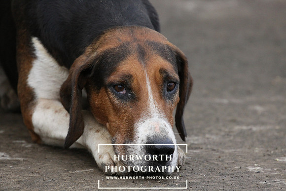 Hurworth Hunt 038