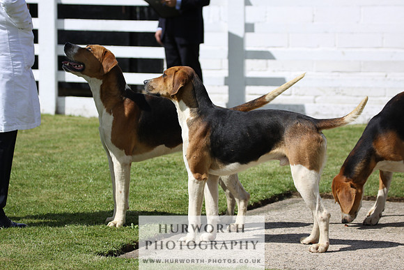 Hurworth Hunt Puppy Show 032