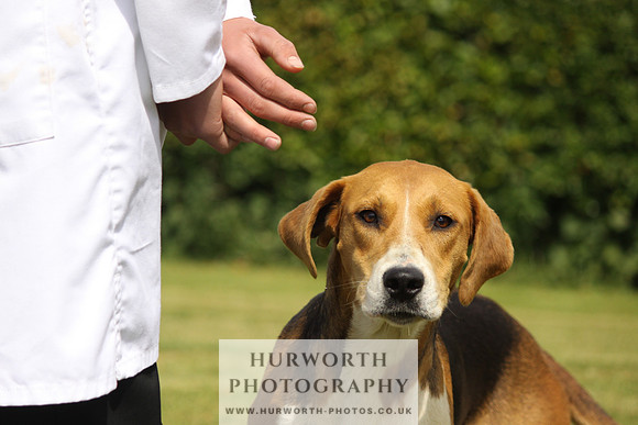 Hurworth Hunt Puppy Show 059