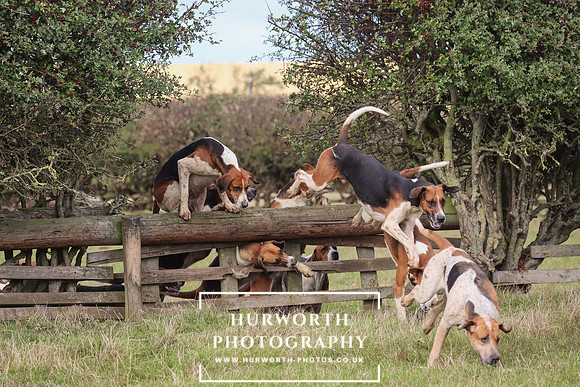Hurworth Hunt 13