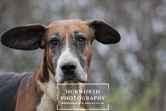 Hurworth Hunt 137