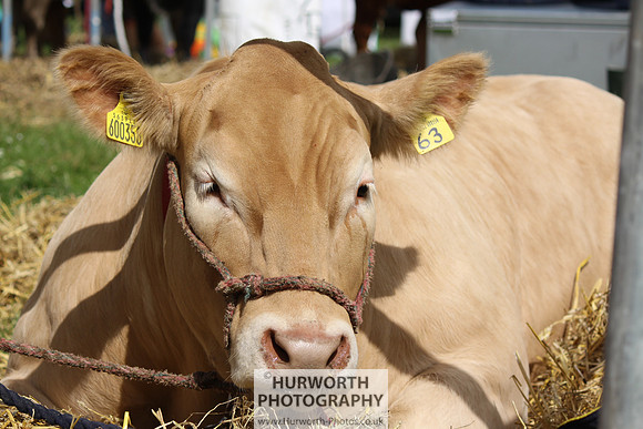 North Yorkshire County Show 051