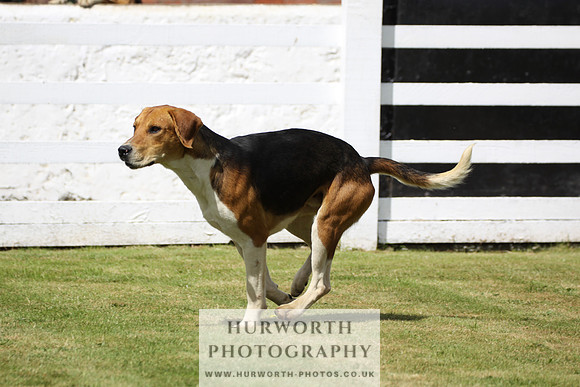 Hurworth Hunt Puppy Show 006