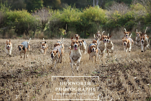 Hurworth Hunt 11