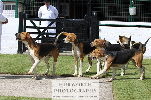Hurworth Hunt Puppy Show 011