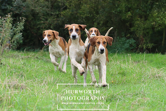 Hurworth Hunt 7