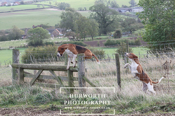 Hurowth Hunt 87