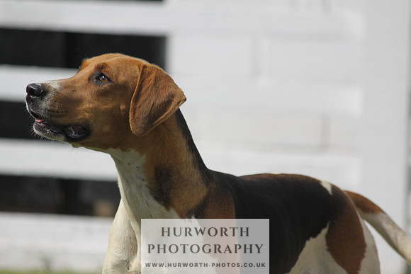 Hurworth Hunt Puppy Show 119