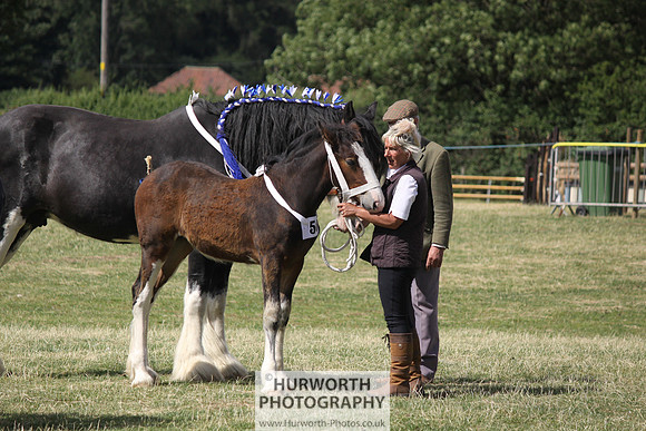 2013 Osmotherley Show 170