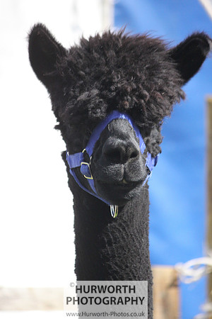 North Yorkshire County Show 031
