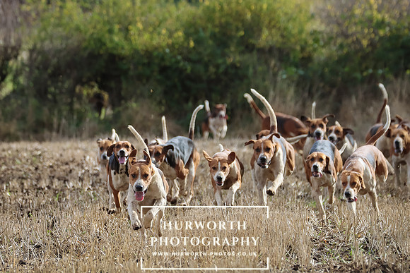 Hurworth Hunt 7