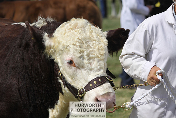 2013 Osmotherley Show 230