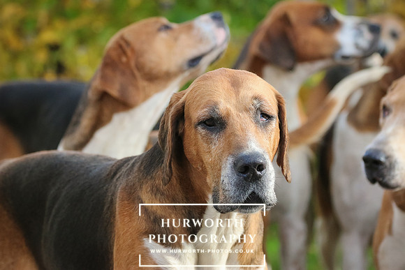 Hurworth Hunt  121