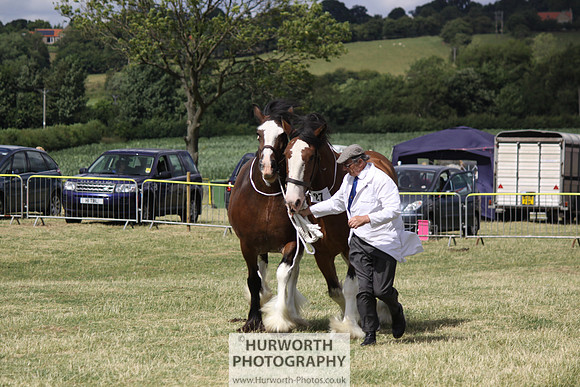 2013 Osmotherley Show 147