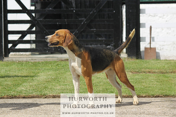 Hurworth Hunt Puppy Show 081