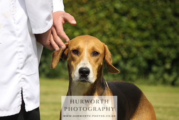 Hurworth Hunt Puppy Show 058