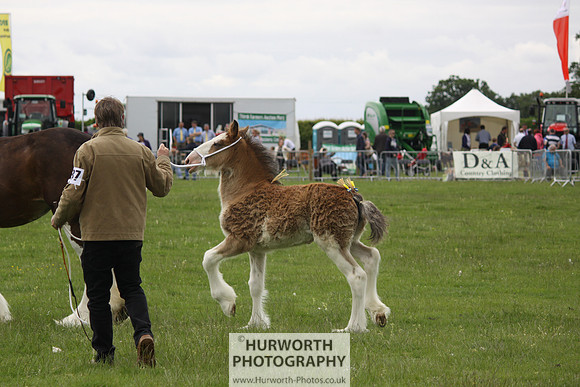 North Yorkshire County Show 113