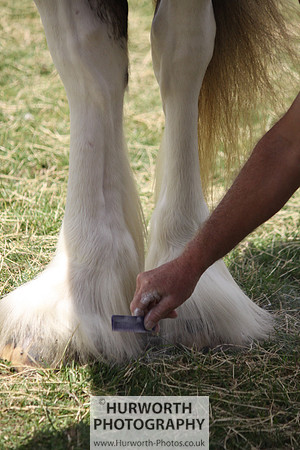 2013 Osmotherley Show 151
