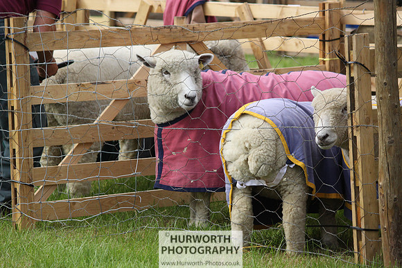 North Yorkshire County Show 001