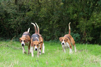 Hurworth Hunt 3