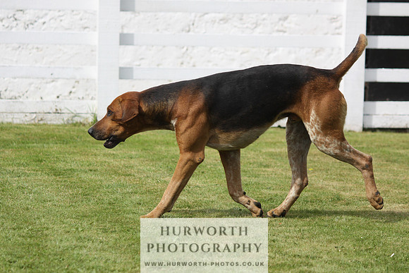Hurworth Hunt Puppy Show 126