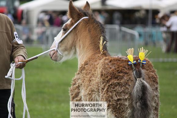 North Yorkshire County Show 109