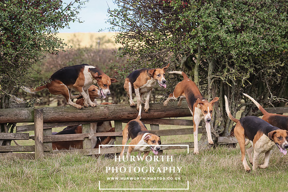 Hurworth Hunt 21