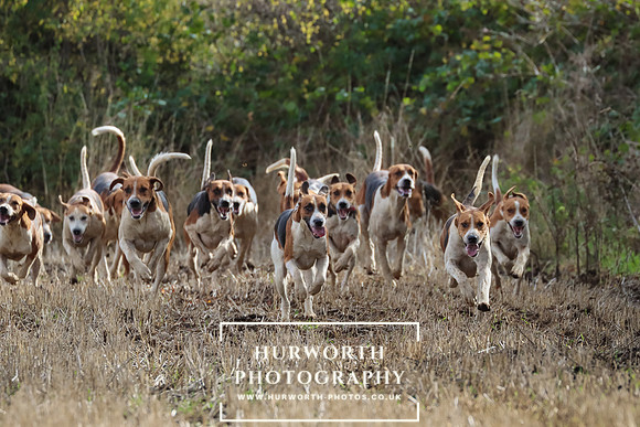 Hurworth Hunt 3