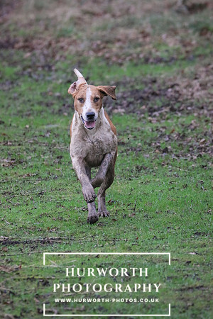 Hurworth Hunt 227