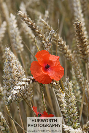 Countryside 023