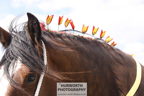 2013 Osmotherley Show 152