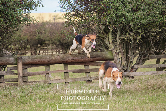 Hurworth Hunt 28