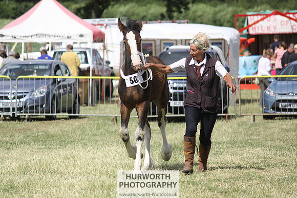 2013 Osmotherley Show 168