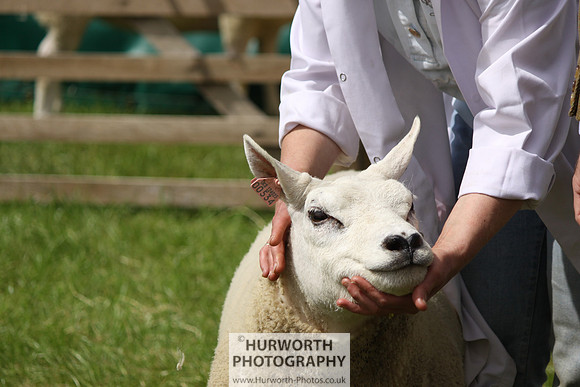 North Yorkshire County Show 166