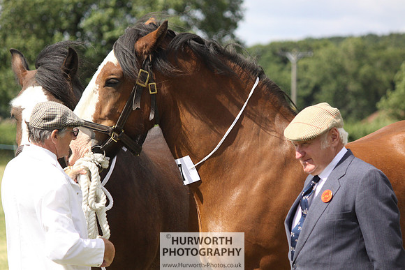2013 Osmotherley Show 150
