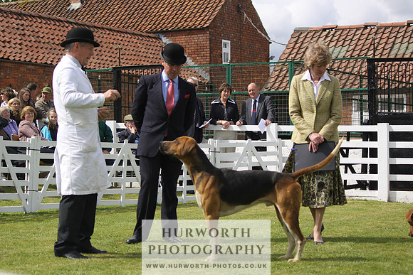 Hurworth Hunt Puppy Show 115