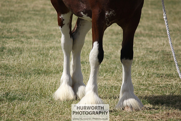 2013 Osmotherley Show 171