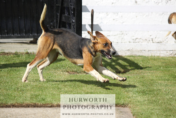Hurworth Hunt Puppy Show 071