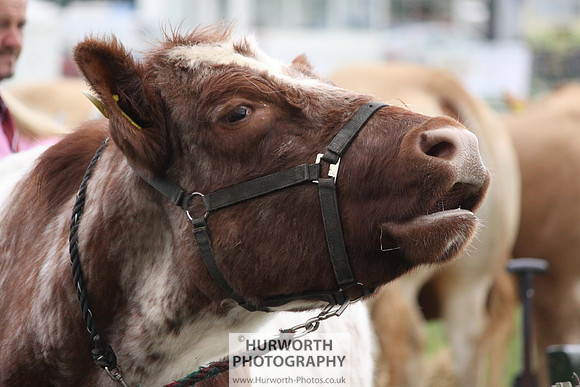 North Yorkshire County Show 013